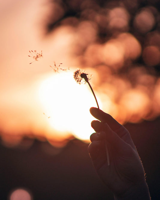 Letting Go: Embracing the Art of Release